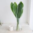 【生花/即納】<70cm>ティーリーフ(全長 約70cm・葉の部分約50cm)※輸入品