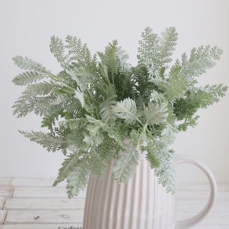 【生花】ダスティミラー　シルバーレース　25-30cm【OT】