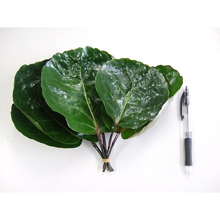 【生花】南原農園　ファビアン