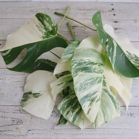 【08直前!】レア!国産斑入りモンステラ　25cm程度【生花】