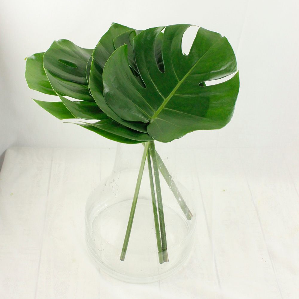 生花 モンステラs cm前後 通販 はなどんやアソシエ 生花 モンステラs cm前後 通販 はなどんやアソシエ