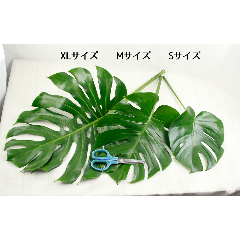 生花 モンステラs cm前後 通販 はなどんやアソシエ 生花 モンステラs cm前後 通販 はなどんやアソシエ