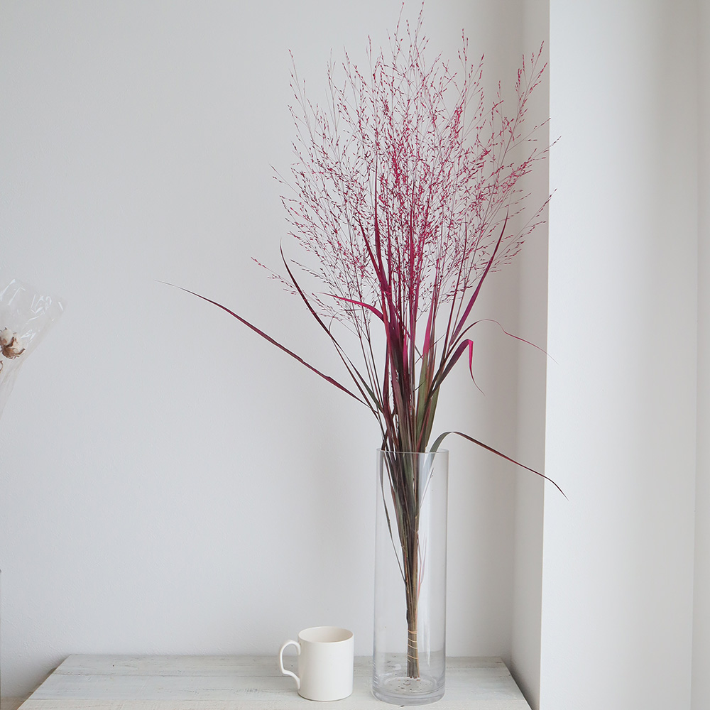 生花 パニカム レッド染め 早締切74 通販 はなどんやアソシエ 生花 パニカム レッド染め 早締切74 通販 はなどんやアソシエ