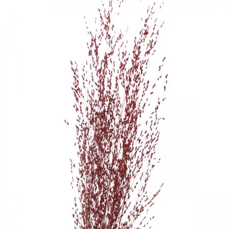 30%OFF◎【ドライ】J・flow/　パニカム〔染レッド〕　1束8〜10本【L1-32】