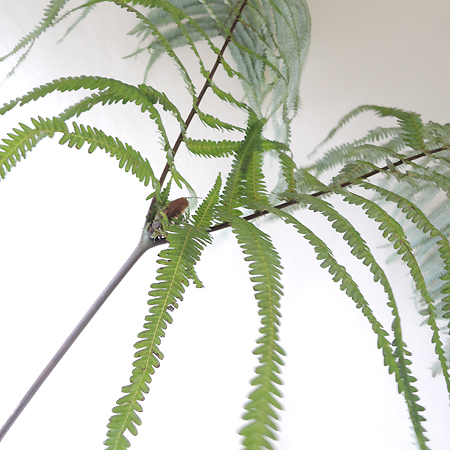 【生花】ウラジロの葉　【IT】