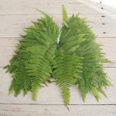 生花/予約】ウラジロの葉(小サイズ 15-20cm程度)※火水お届けのみ