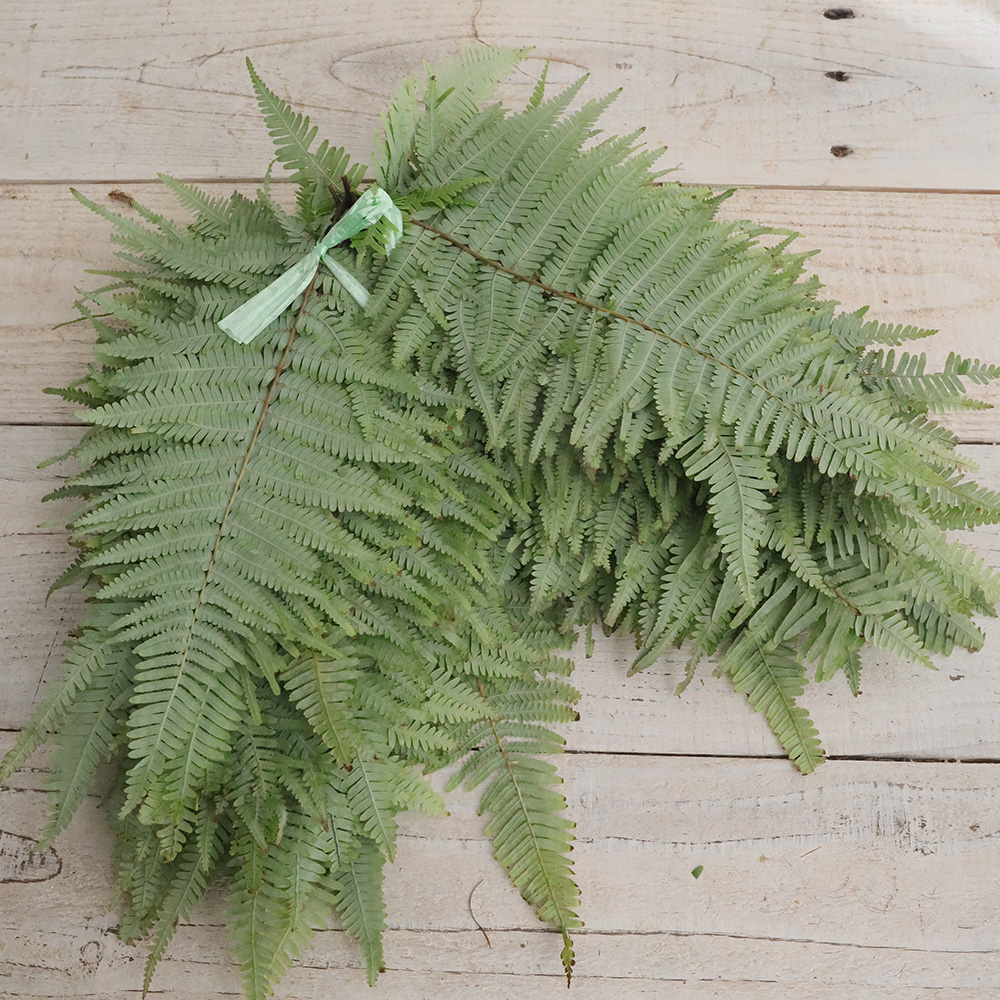 生花/予約】ウラジロの葉(小サイズ 15-20cm程度)※火水お届けのみ