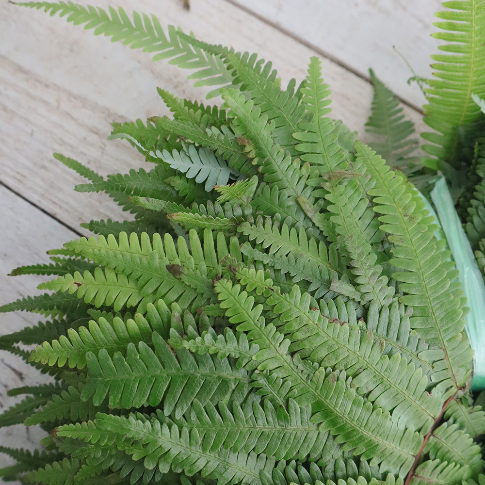 生花/予約】ウラジロの葉(小サイズ 15-20cm程度)※火水お届けのみ