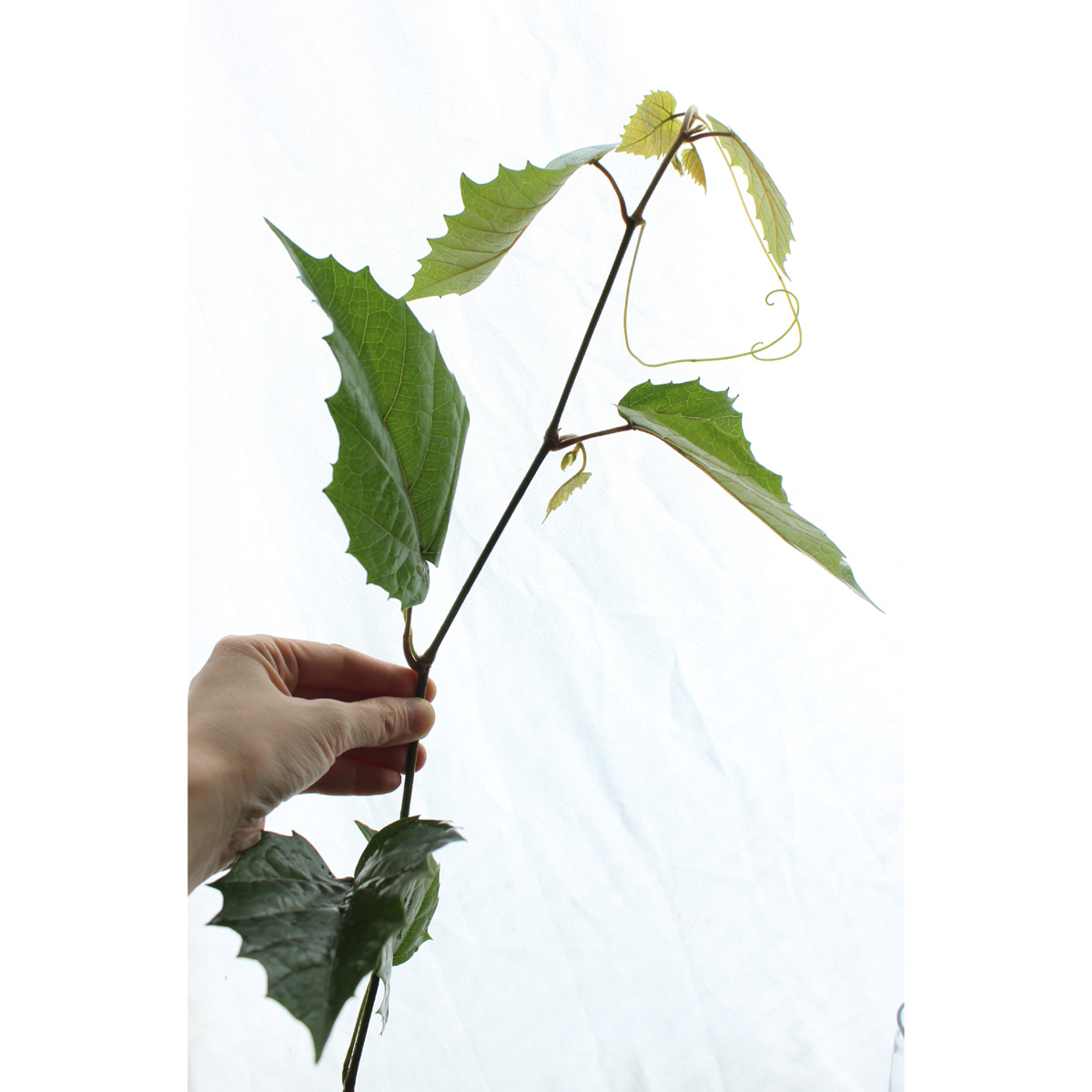 生花 カンガルーアイビー50cm 南原農園 通販 はなどんやアソシエ