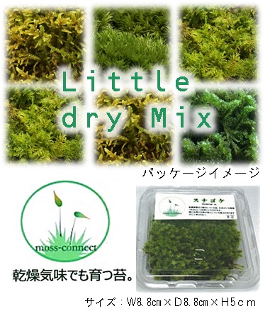 生花 直送 苔セット乾燥気味ok苔アソート 2種類以上ミックス 緑丸 Moss Connect商品以外は同梱不可 通販 はなどんやアソシエ