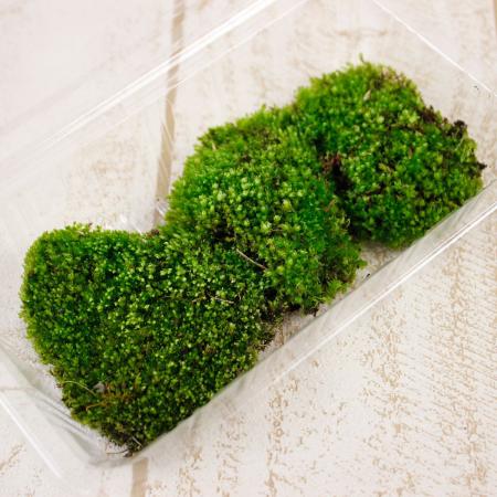 ホソウリゴケのリクエスト用ページ gr-3226_m.jpg