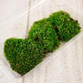 ホソウリゴケのリクエスト用ページ 生花/即納】苔パック(ホソウリゴケ) Sサイズ 【XX】 - 花材通販