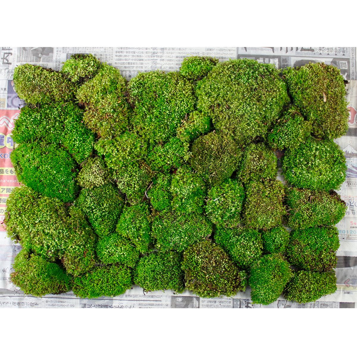 生花】ホソウリゴケ(シート) - 花材通販はなどんやアソシエ