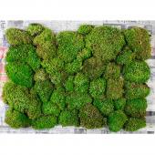 生花】ホソウリゴケ(シート) - 花材通販はなどんやアソシエ