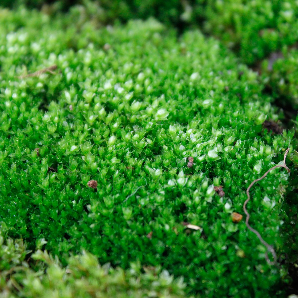 生花】ホソウリゴケ(シート) - 花材通販はなどんやアソシエ
