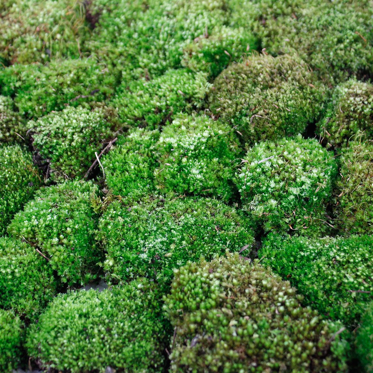 生花】ホソウリゴケ(シート) - 花材通販はなどんやアソシエ