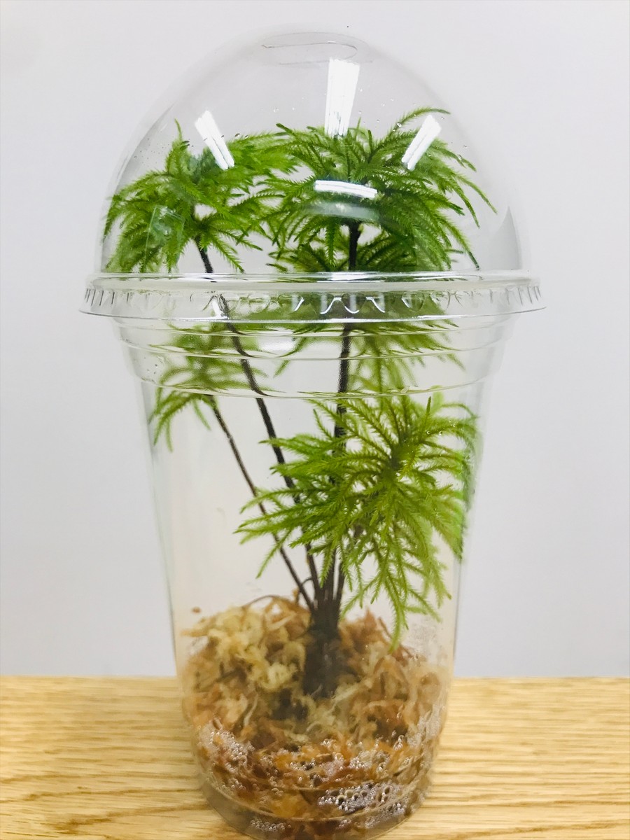 teru3　コケ各種2.5パレットとコウヤノマンネングサ15本入2パック 生花/即納】コウヤノマンネングサ(カップ入り) - 花材通販はなどんや