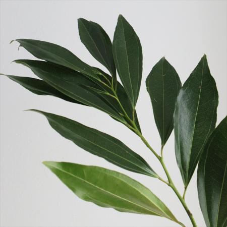 【08直前!!!】コキュラス　60cm程度　輸入