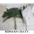 【生花】観音竹(ヤシ科の葉もの)60cm程度【OT】