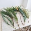 【直前!】【生花】日本草花園のネイティブ&グリーンミックス【OT】