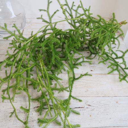 【生花/即納】ヒカゲカズラ ロング(80cm-)群馬県産