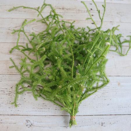 【生花/即納】ヒカゲカズラ バンチ(ショートタイプ)群馬県産