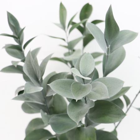 【08直前】新商品!ルスカス  ダスティカラー(シルバー染)　50cm程度【OT】