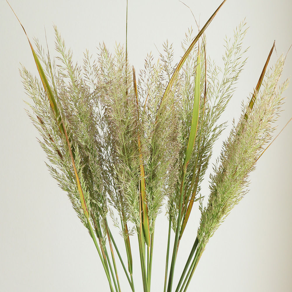 生花】ブラキトリカ 70cm程度 コスモグリーン【早締切-71】 - 花材通販