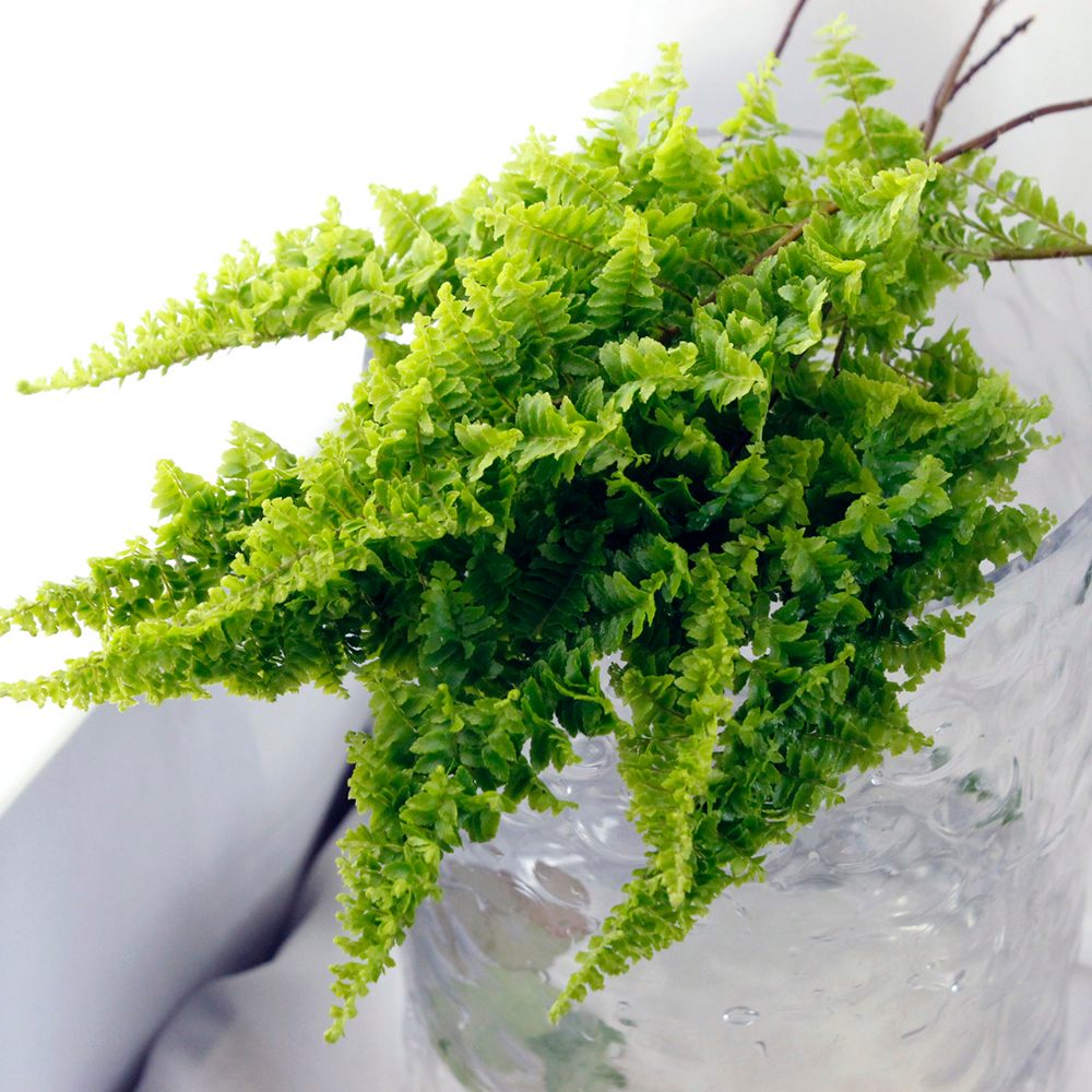 直前 葉もの スコッチモス 約15cm 通販 はなどんやアソシエ