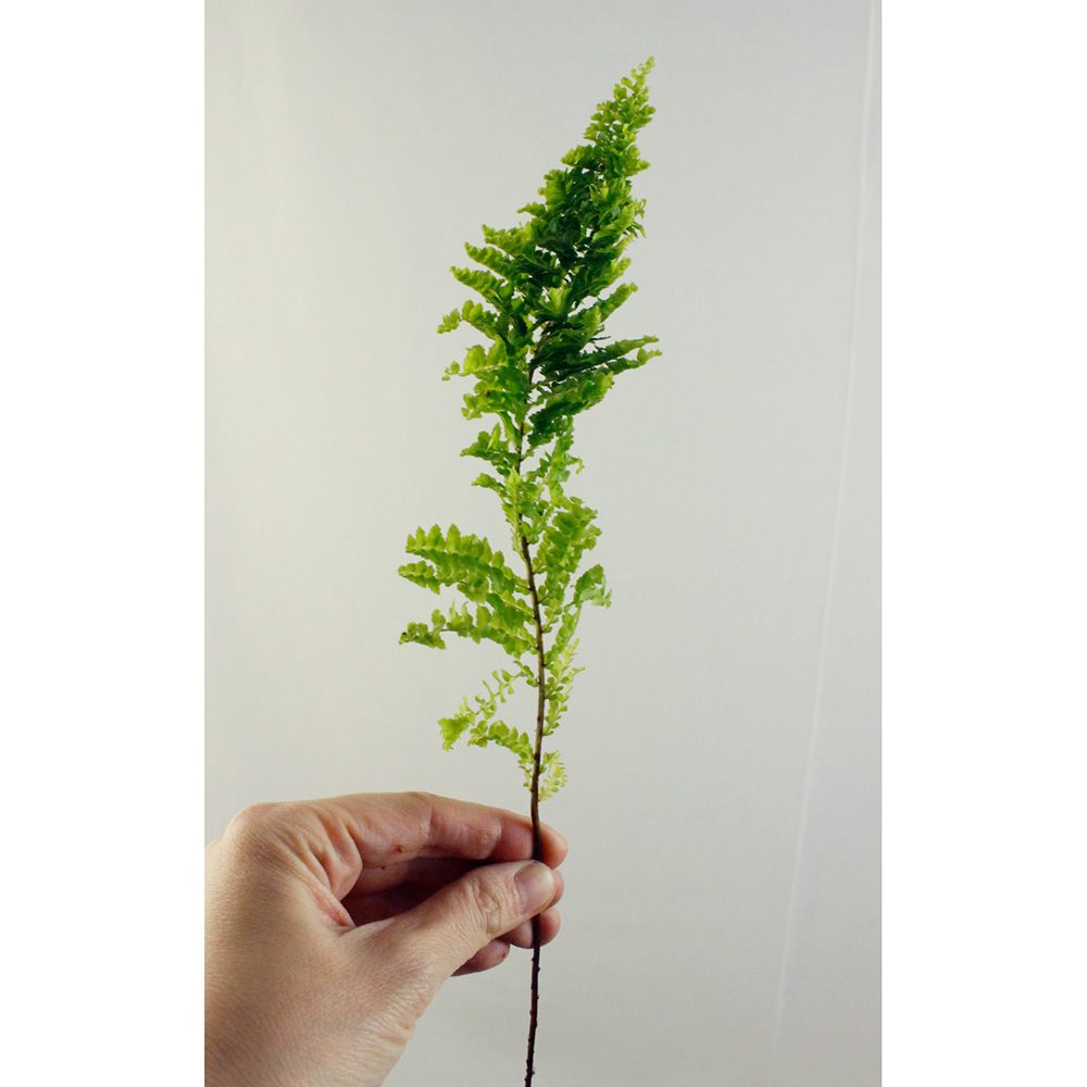 直前 葉もの スコッチモス 約15cm 通販 はなどんやアソシエ