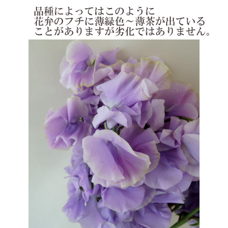 生花 スイトピー うす紫 グレースなど Ita 通販 はなどんやアソシエ 生花 スイトピー うす紫 グレースなど Ita 通販 はなどんやアソシエ