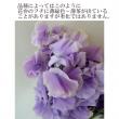 【生花】スイトピー(うす紫)グレースなど:【IT】