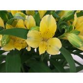 生花】アルストロメリア(黄色):SALE期間延長☆ - 花材通販はなど