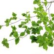 【生花】はなどんや旬花セット～瑞々しいドウダンツツジとカサブランカ～
