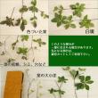 【生花】はなどんや旬花セット～瑞々しいドウダンツツジとカサブランカ～