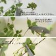 【生花】はなどんや旬花セット～瑞々しいドウダンツツジとカサブランカ～