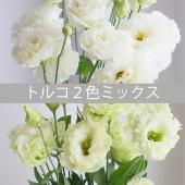 直前】はなどんや旬花セット- トルコキキョウ2色ミックス
