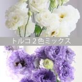 生花】はなどんや旬花セット- トルコキキョウ2色ミックス(ラベンダー
