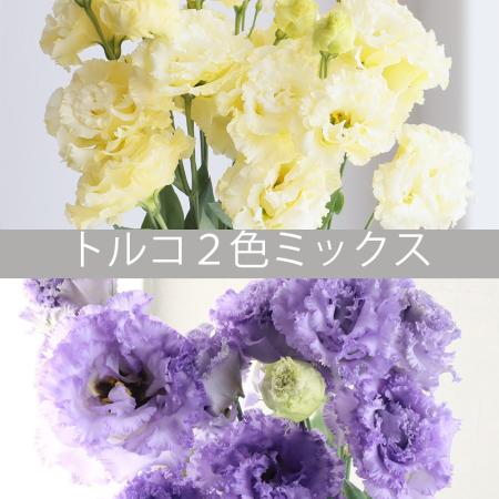 【直前】はなどんや旬花セット-  トルコキキョウ2色ミックス(ラベンダー&クリーム)