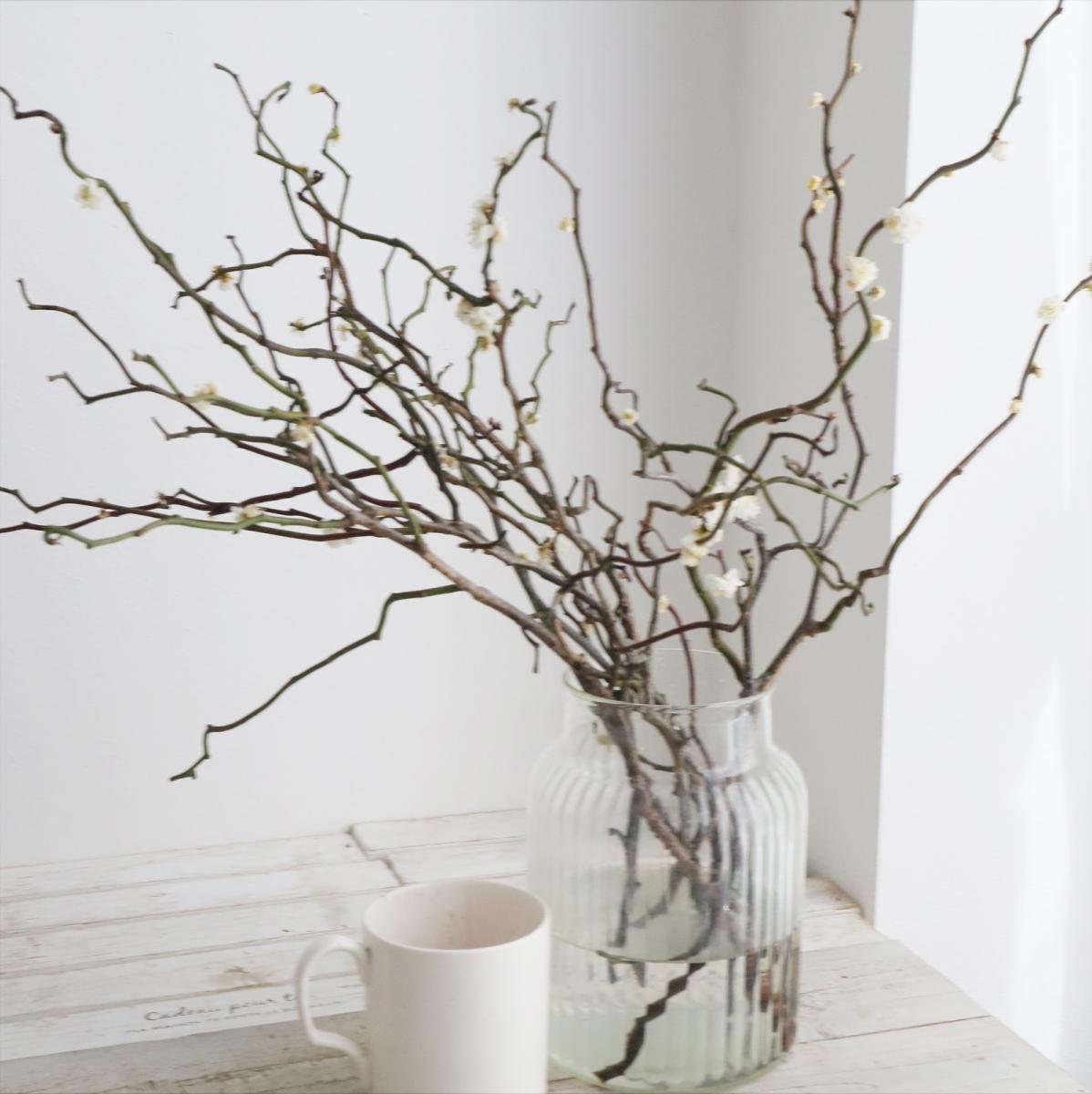 直前!!!】<2Sサイズ60cm>雲竜梅 香川県 丸福清花園 - 花材通販はなどん