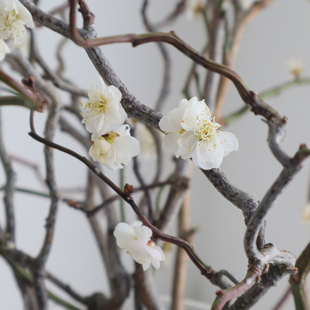 08直前!】<2Sサイズ60cm>雲竜梅 香川県 丸福清花園 - 花材通販はなどん