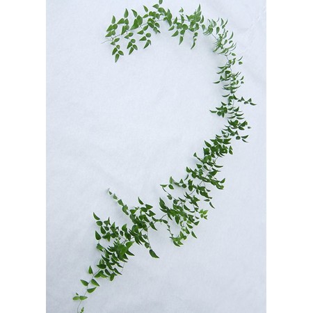 【日野】スマイラックス　ブーケ(1.5M)【早締切】