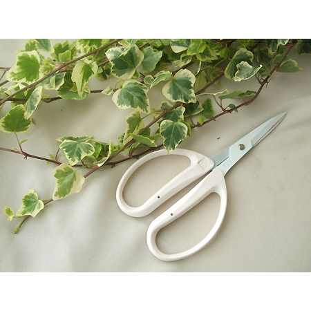 直前 日野 アイビー ホワイトワンダー 60センチ 生花 通販 はなどんやアソシエ 直前 日野 アイビー ホワイトワンダー 60センチ 生花 通販 はなどんやアソシエ