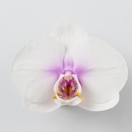 【生花】【日野】ミディ胡蝶蘭　サクラ(白×ピンク) ※入荷少【早締切】