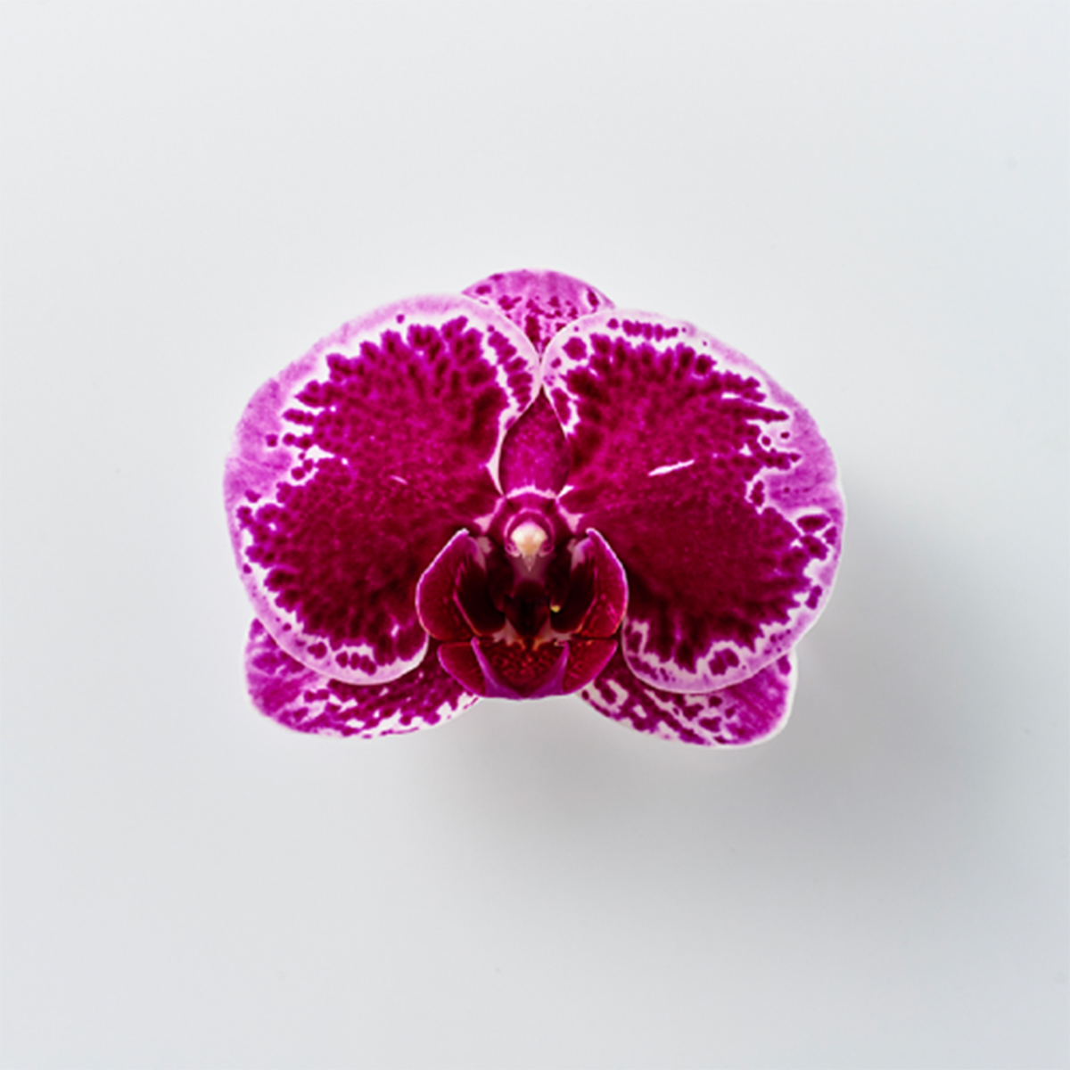 生花】【日野】ミディ胡蝶蘭 ハッピーガール(濃いピンク)【早締切