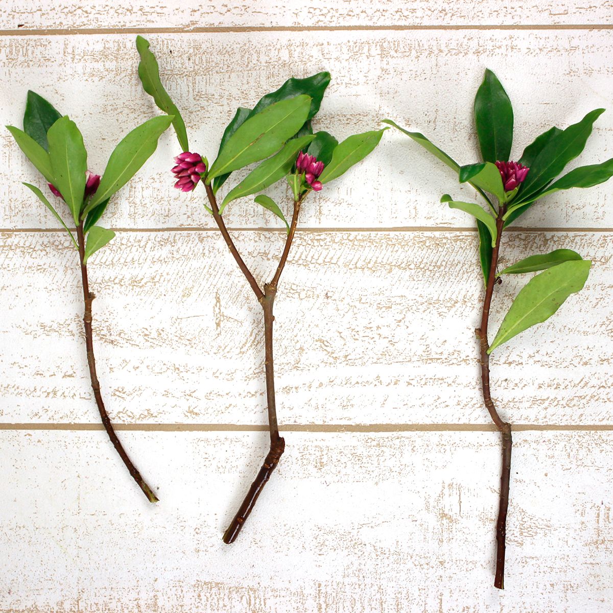 沈丁花。 日野】沈丁花(ピンク)20cm〜【早締切】 - 花材通販はなどんやアソシエ