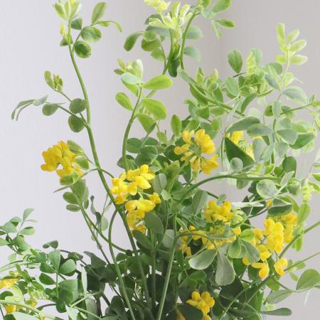 【生花】【日野】コロニラ　グリーン(花つき)　50cm程度【早締切】