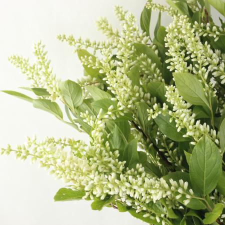 直前 日野 コバノズイナ 40cm 通販 はなどんやアソシエ