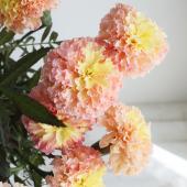 ※販売期間外※【生花】【日野】マリーゴールド (染めピンク） 30ｃｍ程度　【早締切】