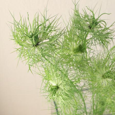 【生花】【日野】ニゲラ　グリーンマジック(緑花)40-50cm